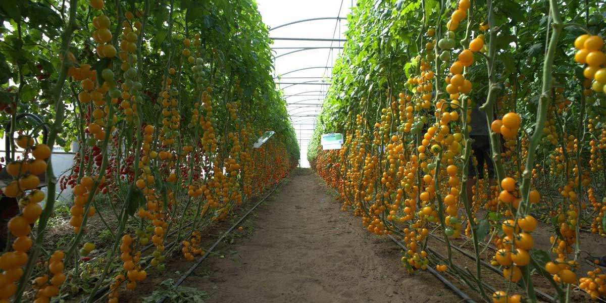 Enza Zaden presenta a Fondi le varietà di pomodoro colorato